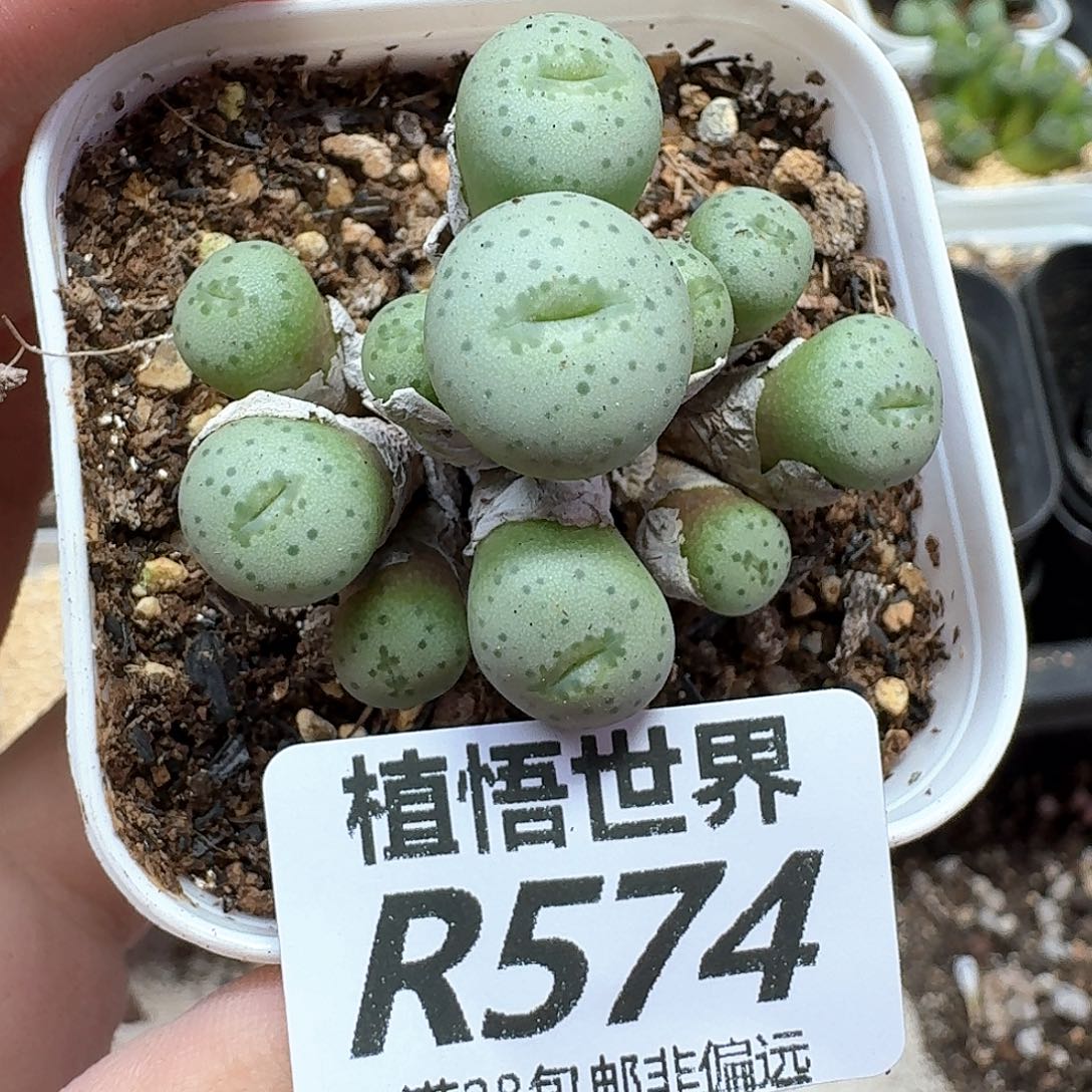 多肉植物的润泽地f