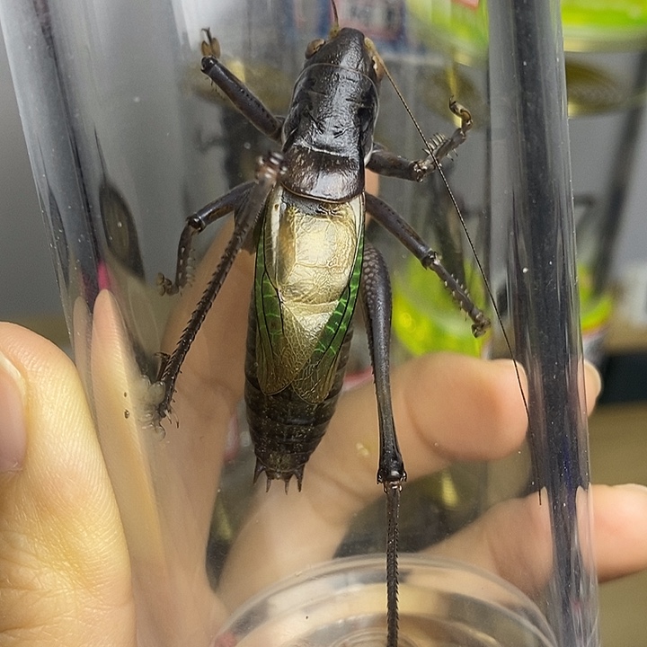 蟋蟀55-165单蝈蝈用户910