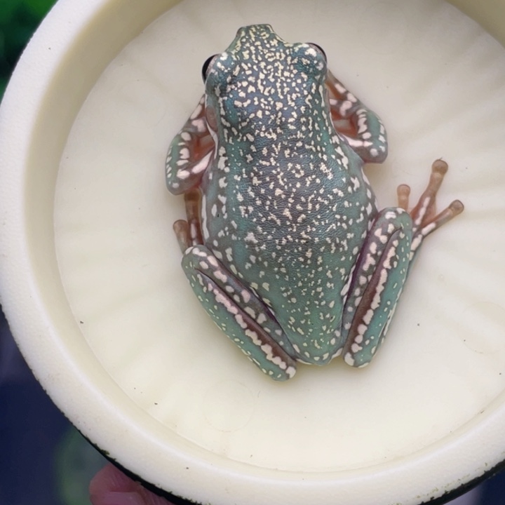 老爷树蛙11号顶级暴雪蓝