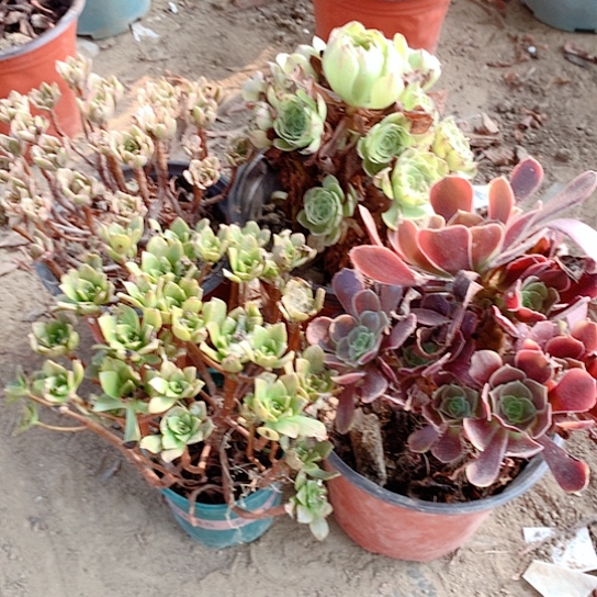 4棵玫瑰玫玫瑰玫瑰