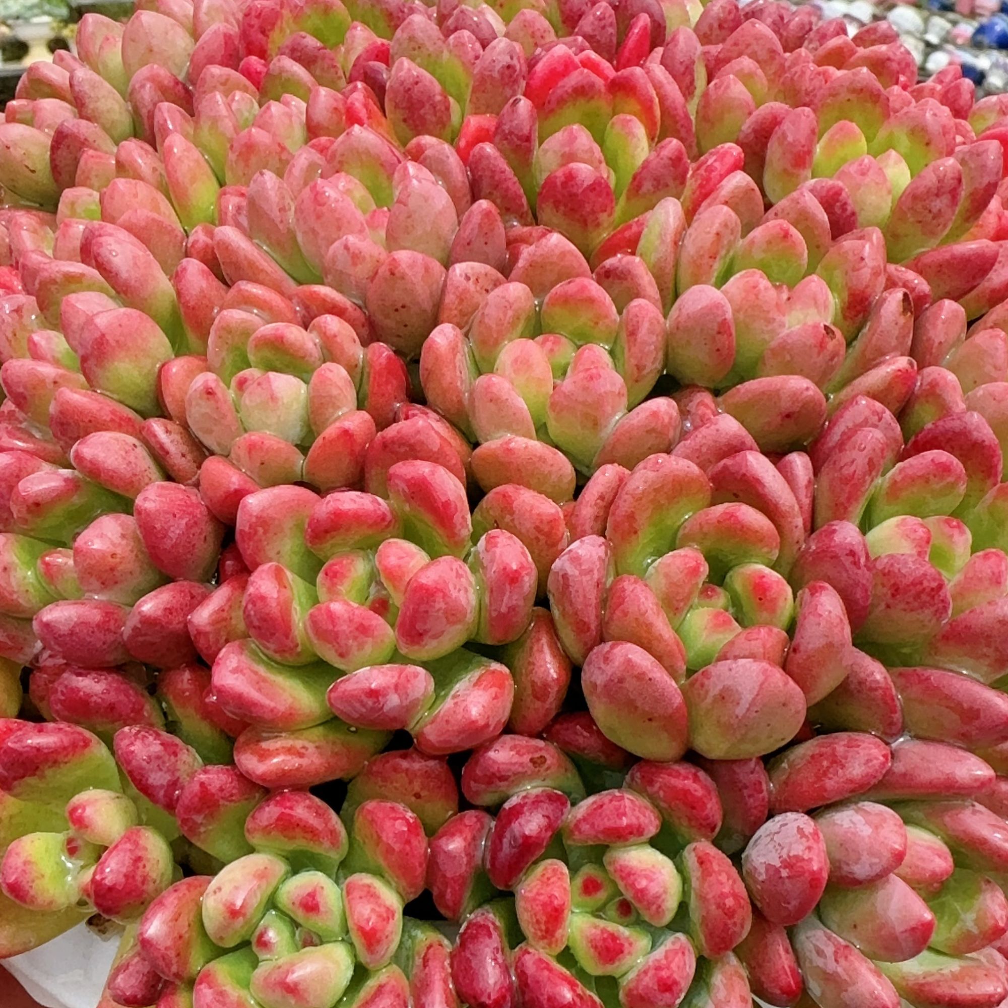 XS完美仙子 新手好养带盆栽好美观多肉植物秋季