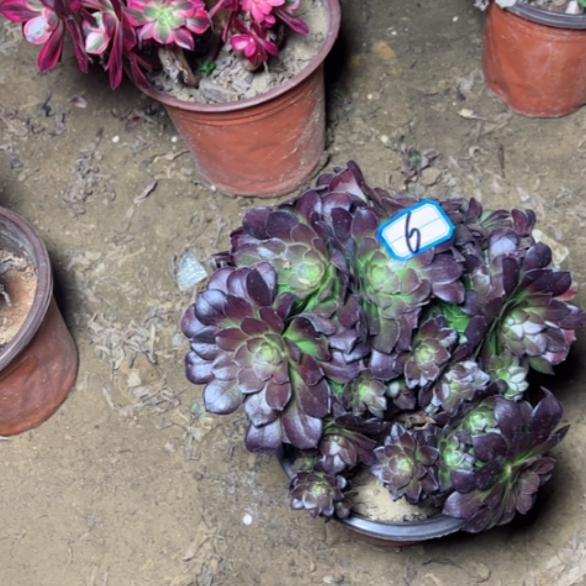 【闪购商品】?****?多肉植物何兰6