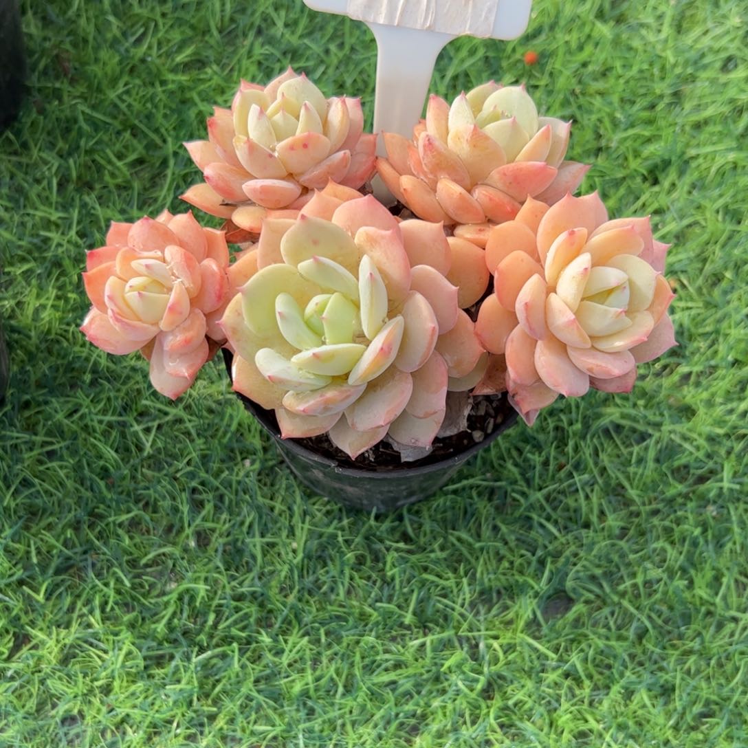 恋曲小老桩多肉植物