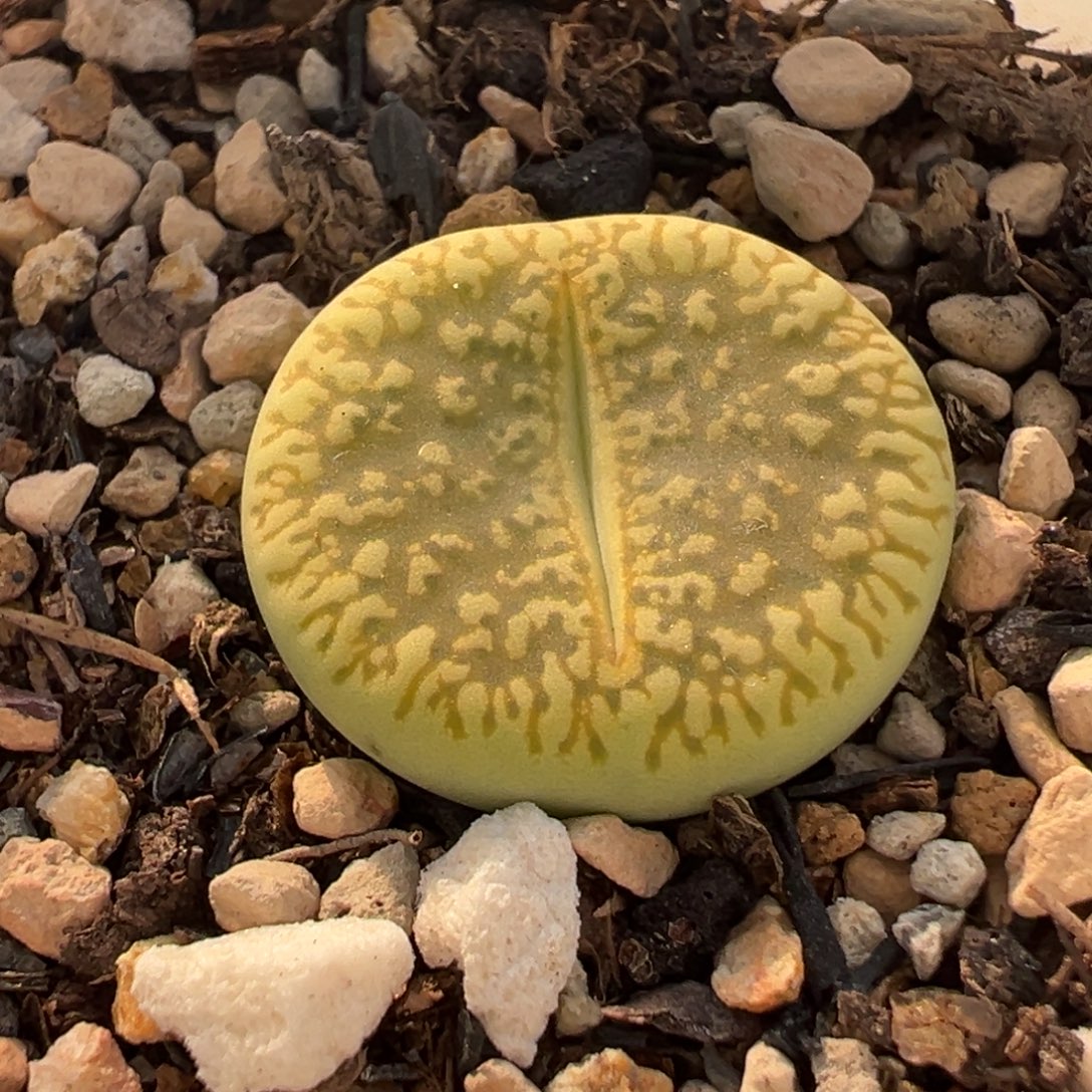 571多肉植物种类多样