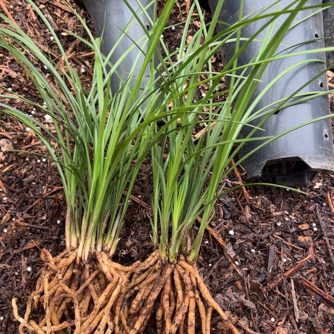 周***雨完全开放莲瓣一棵7包，一棵4包