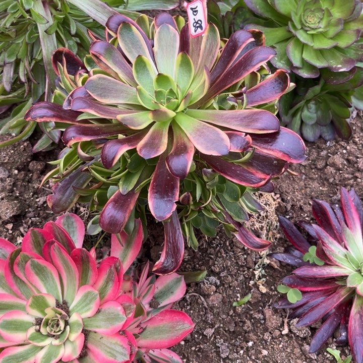 20-88欧嘉莉亮牌9.9一个地理多肉