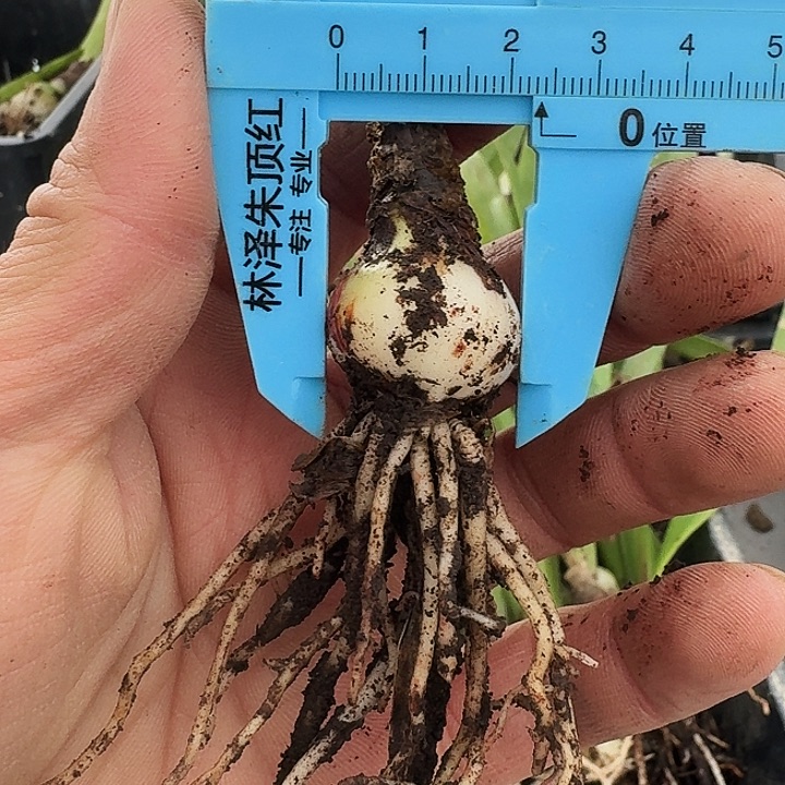 罗马假日朱顶红一棵2.3