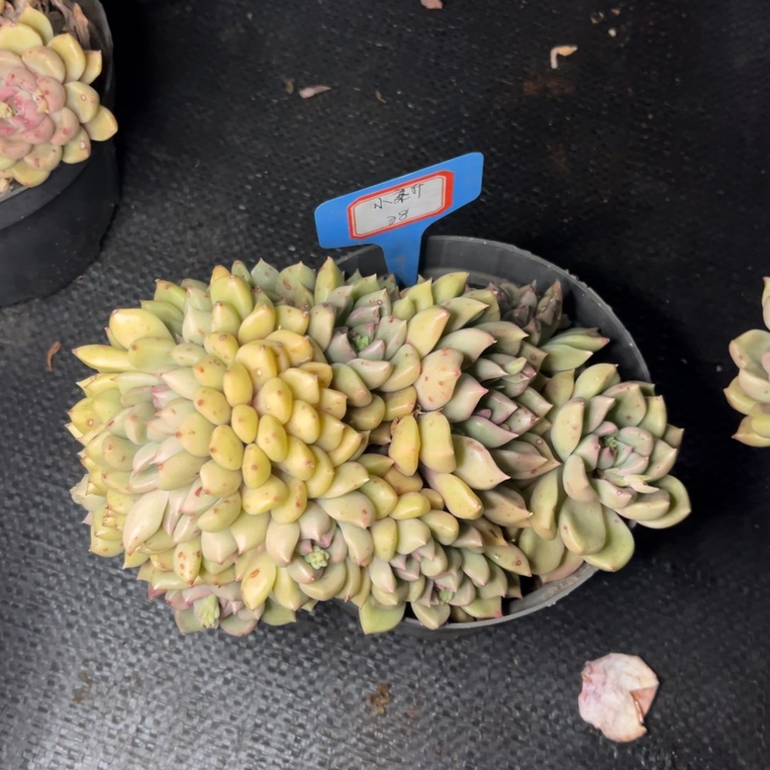 小雨多肉小新璀璨