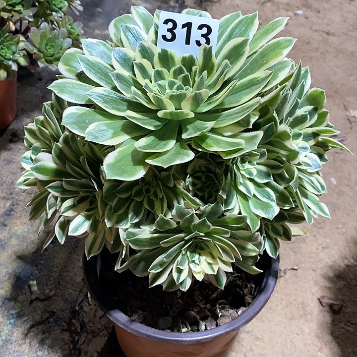 法师植物12345678