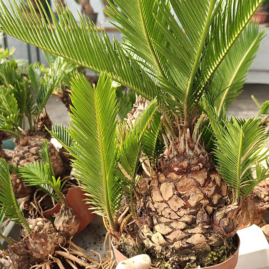 用***6无花朵白鳞铁盆景基地价