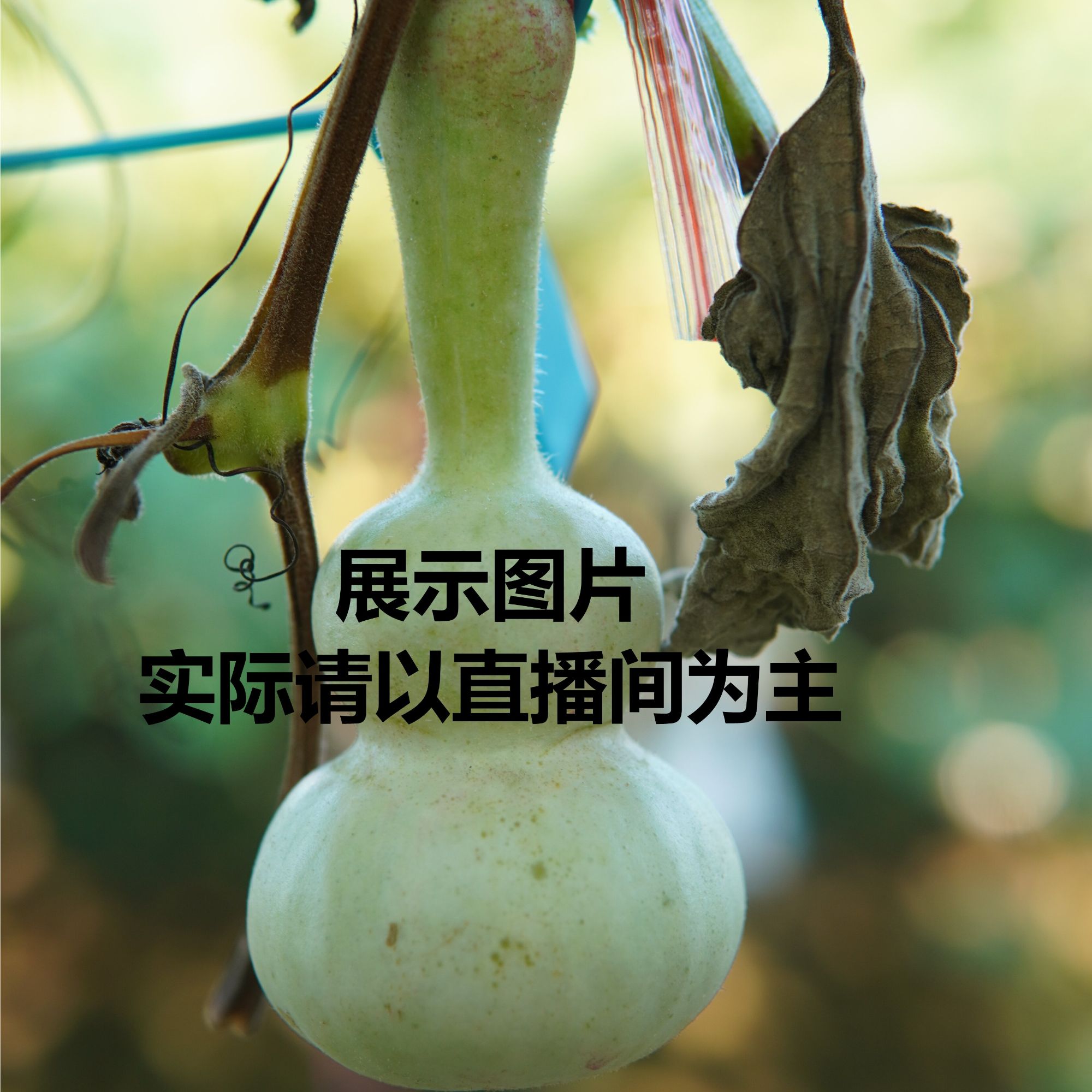 精品葫芦粗嘴八宝青皮
