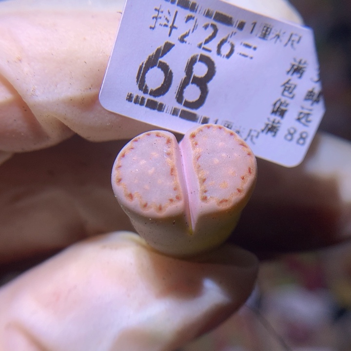 精品生石花226.68高特