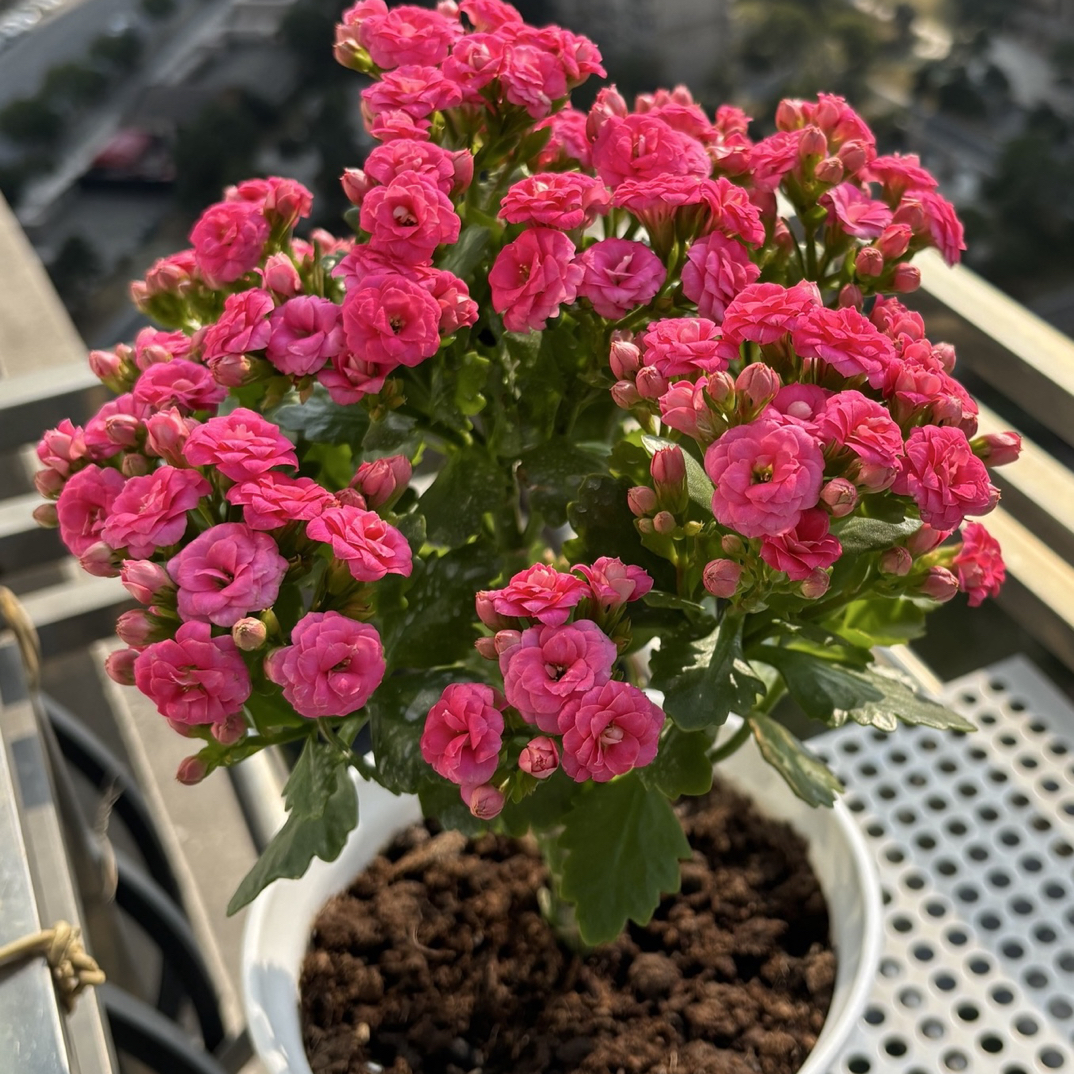 自由女神：精品长寿（烂叶黄叶断个别花苞不售后，介意勿拍）