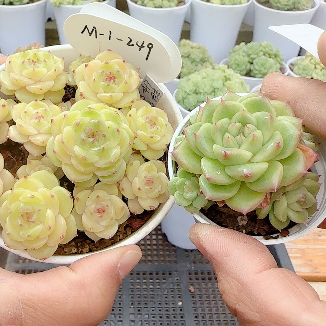 1105-25（m1-249-1）优选