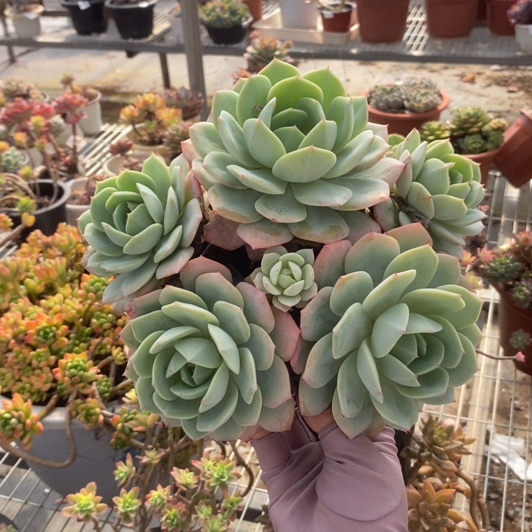 661果冻恋曲一物一拍