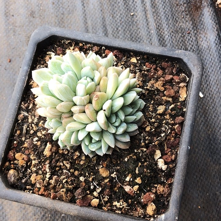 百达翡翠朵朵多肉植物