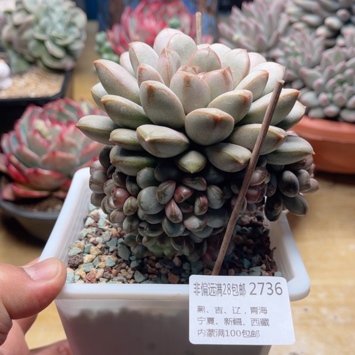 【闪购商品】2736葡萄