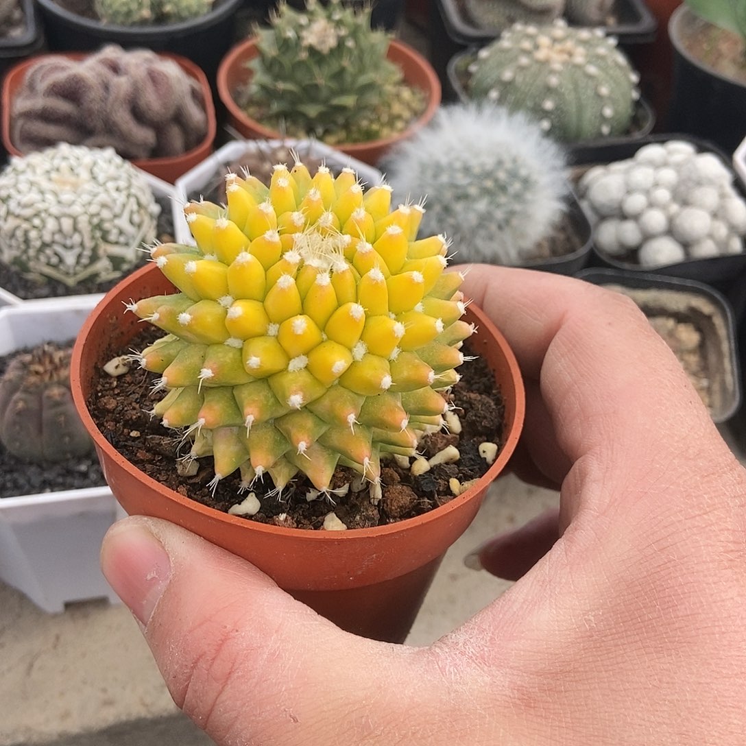 迎春锦一物一拍，