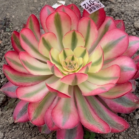 12爱丽丝多肉清棚福利