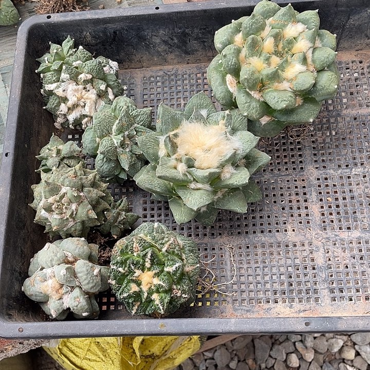 自根牡丹瑕疵特价款