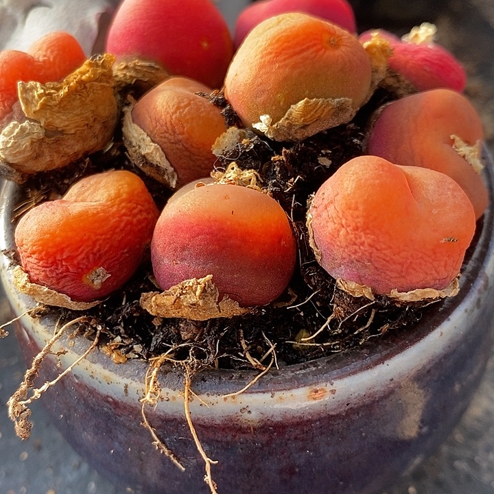 5年水蜜桃有瑕疵1颗。        