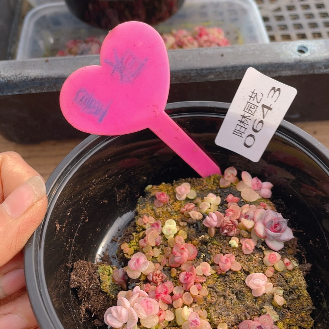 量拍多肉植物多肉植物643