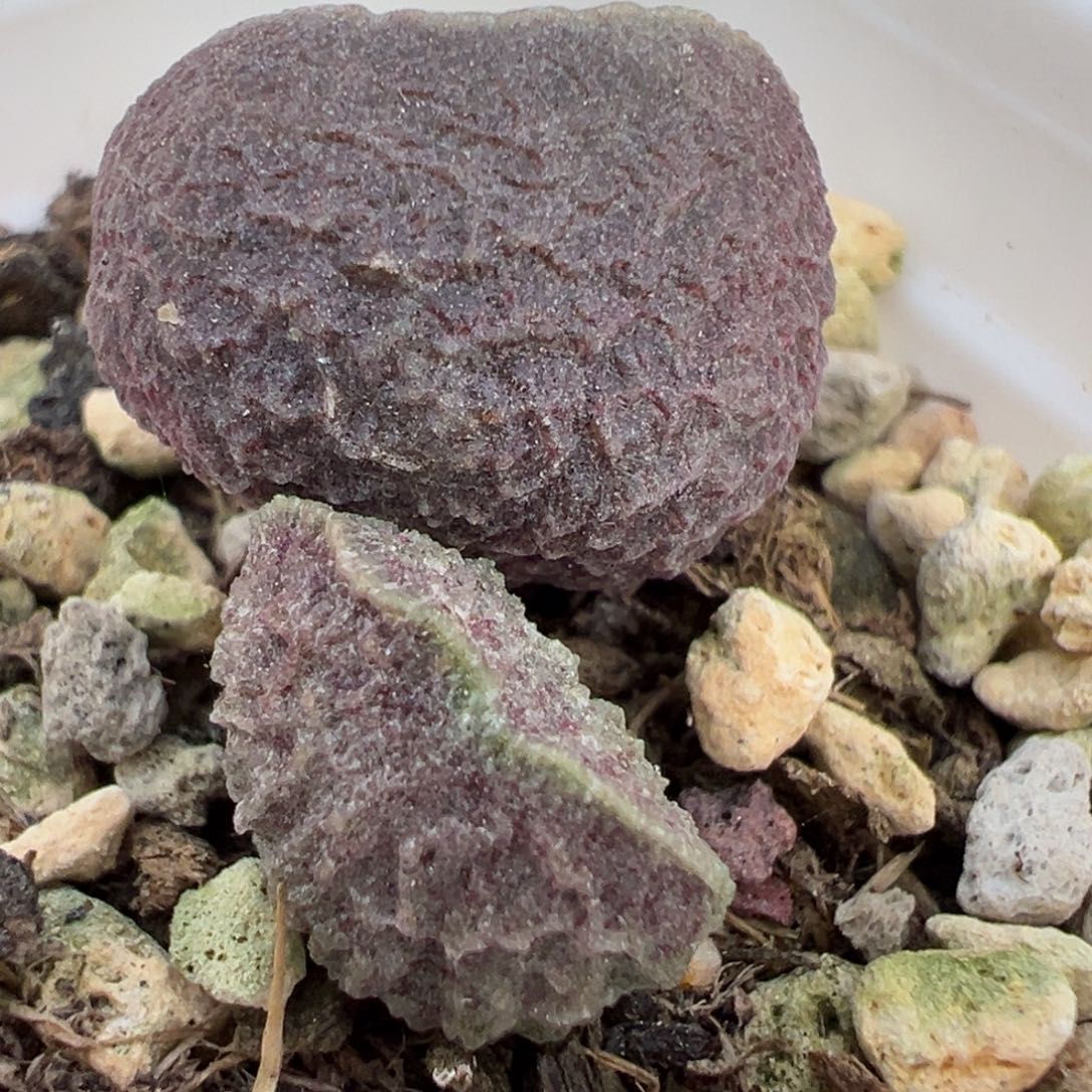实生新品大苗多肉植物水泡