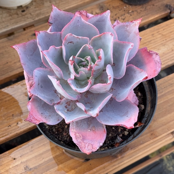 晚霞多肉植物0141