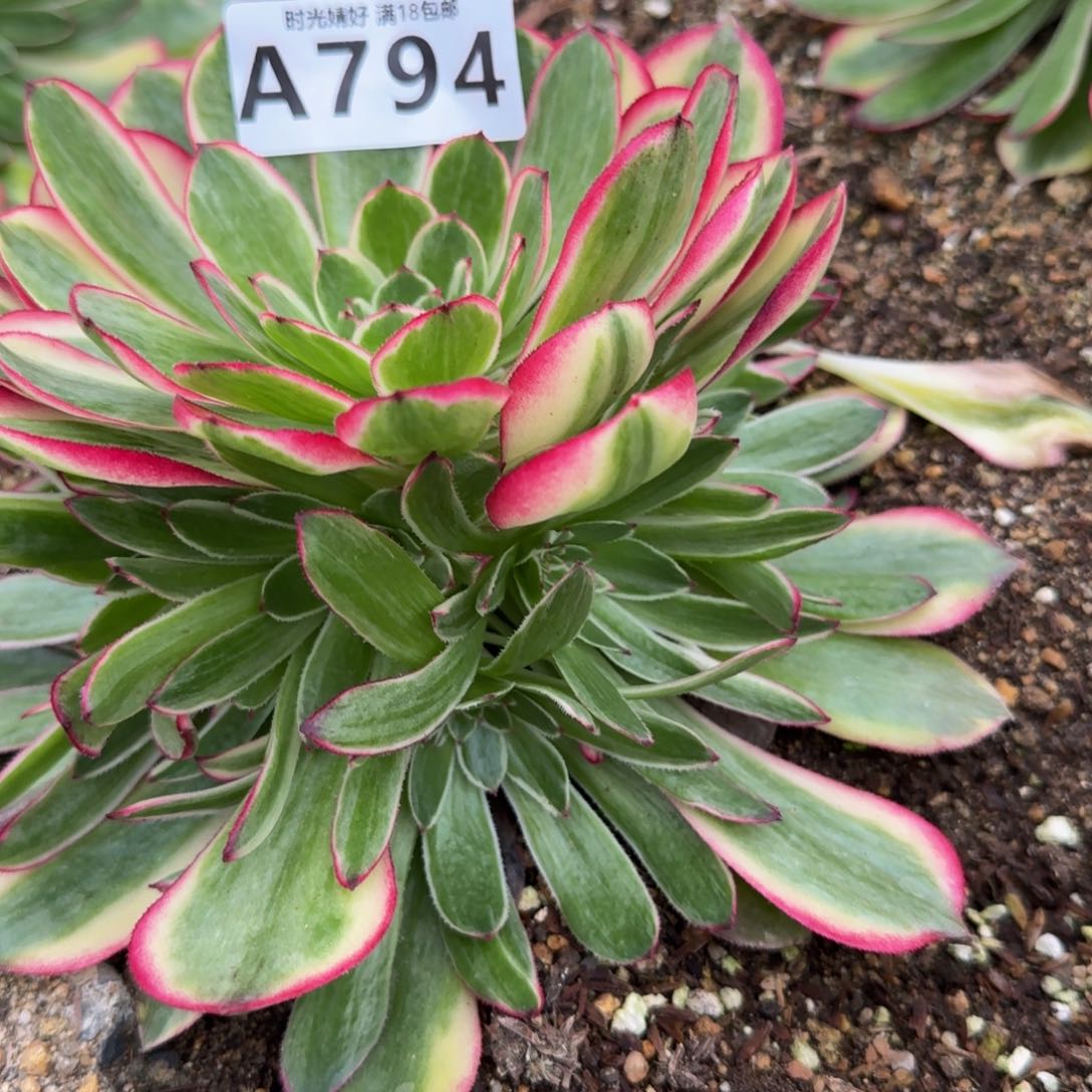 794瑶光。多肉植物
