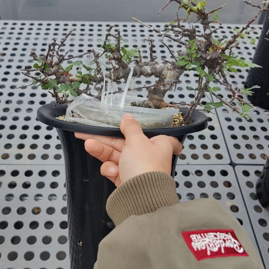 产地扦插念珠熟桩可寄养