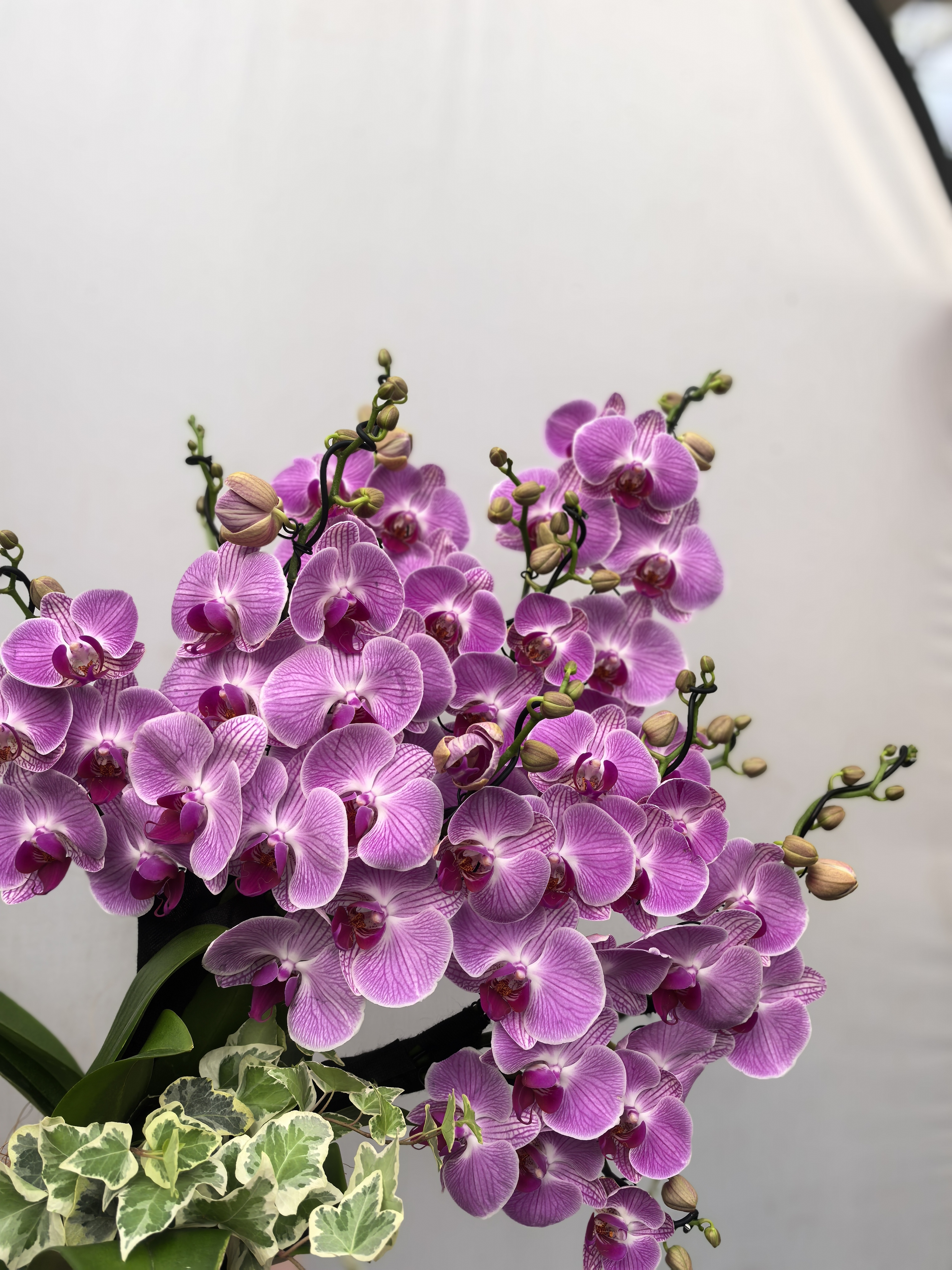 【美人扇】紫色稀有品种蝴蝶兰盆栽带花苞室内外花卉好养活