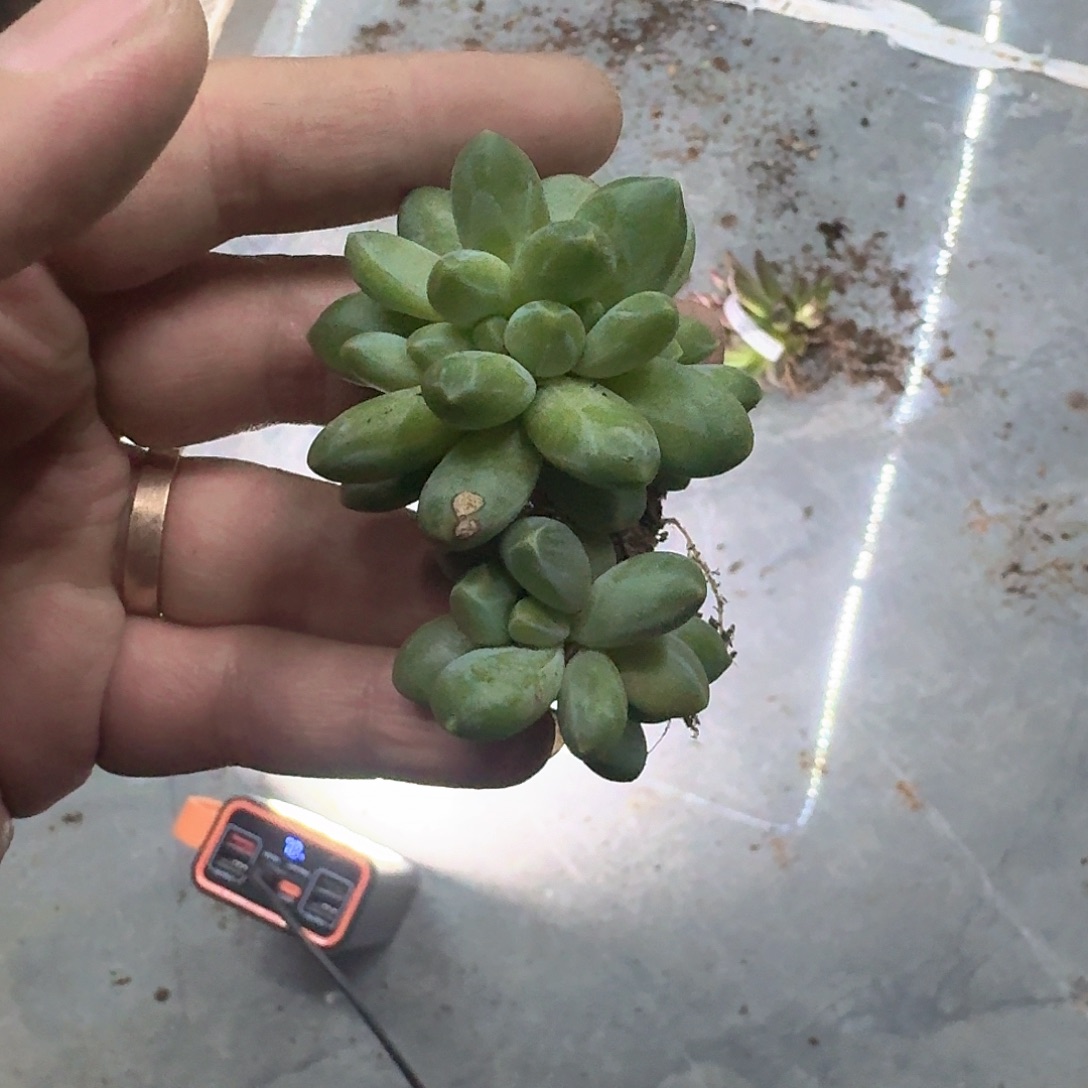 086 卡布奇诺 缀化 一物一拍