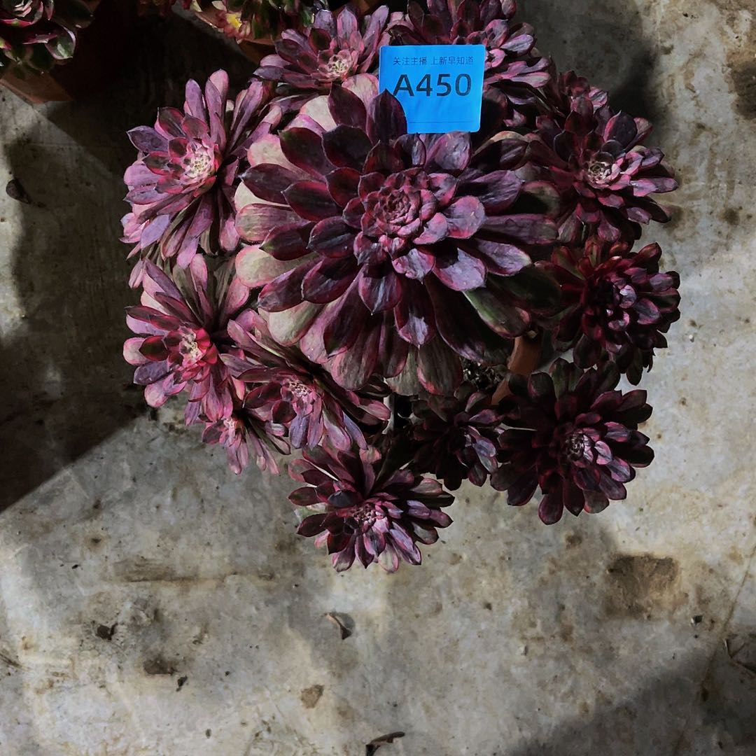 紫霞仙子450拖土发货