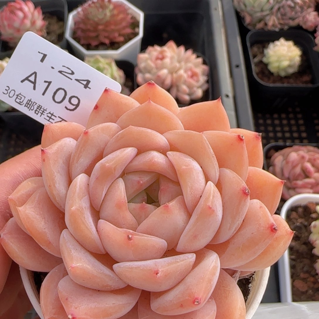 草莓冰魄单头一颗脱土