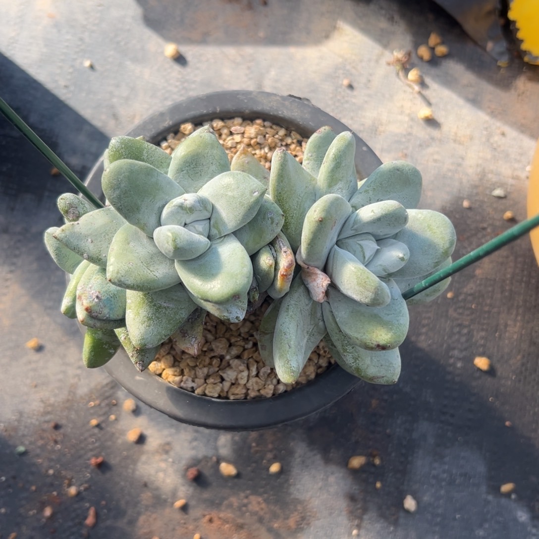 花朵脸拇指～一物一拍3089