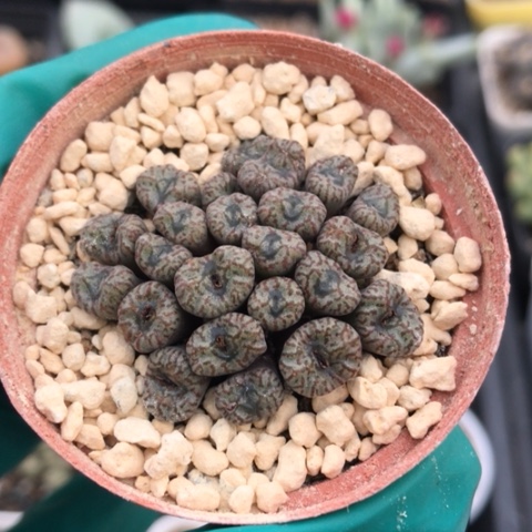 多肉肉锥 22头 Y801小S