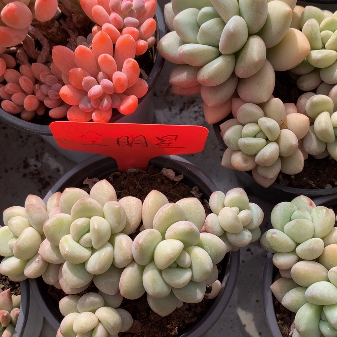 泡泡糖66/66266272