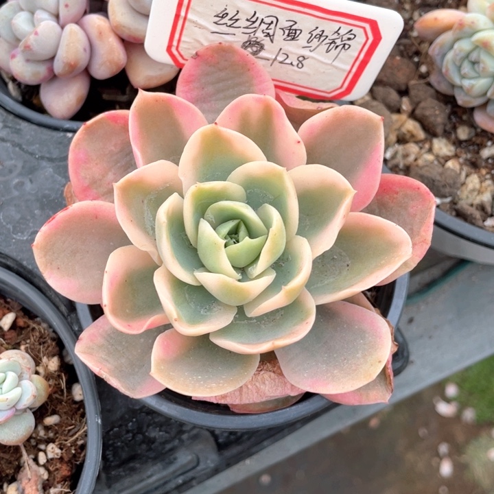 丝绒面纱锦12.8一盆888888