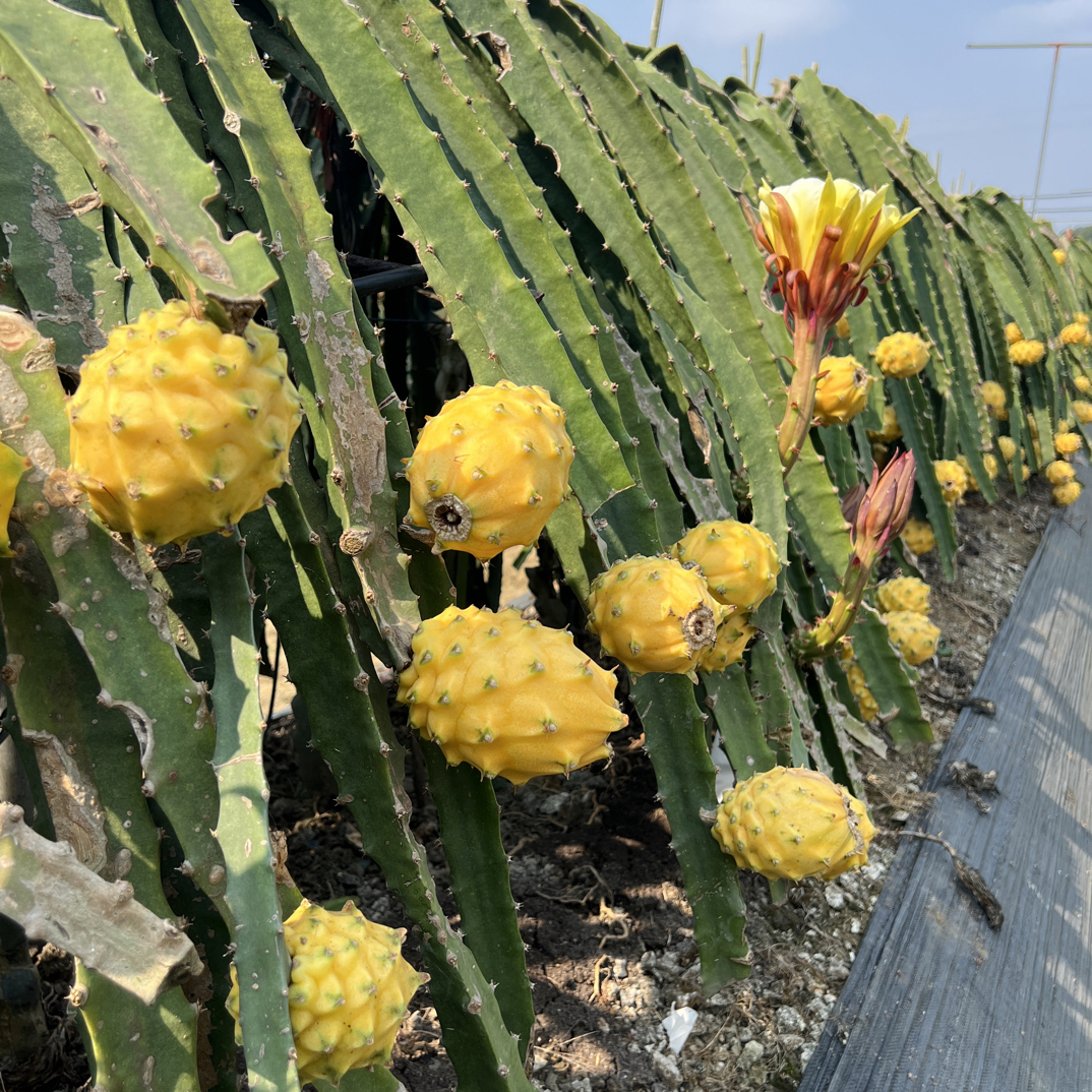 海南山野果麒麟果黄色皮火龙果热带特产新鲜水果产地直发
