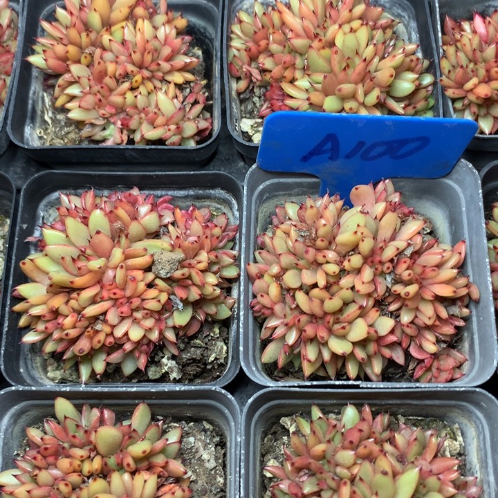 a100魅灵缀化脱土