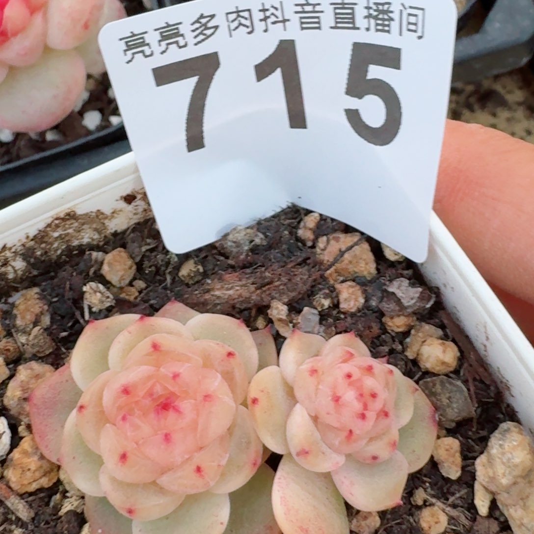 甜心双头         精品多肉