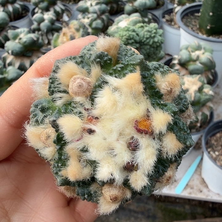 无花朵640龟甲牡丹