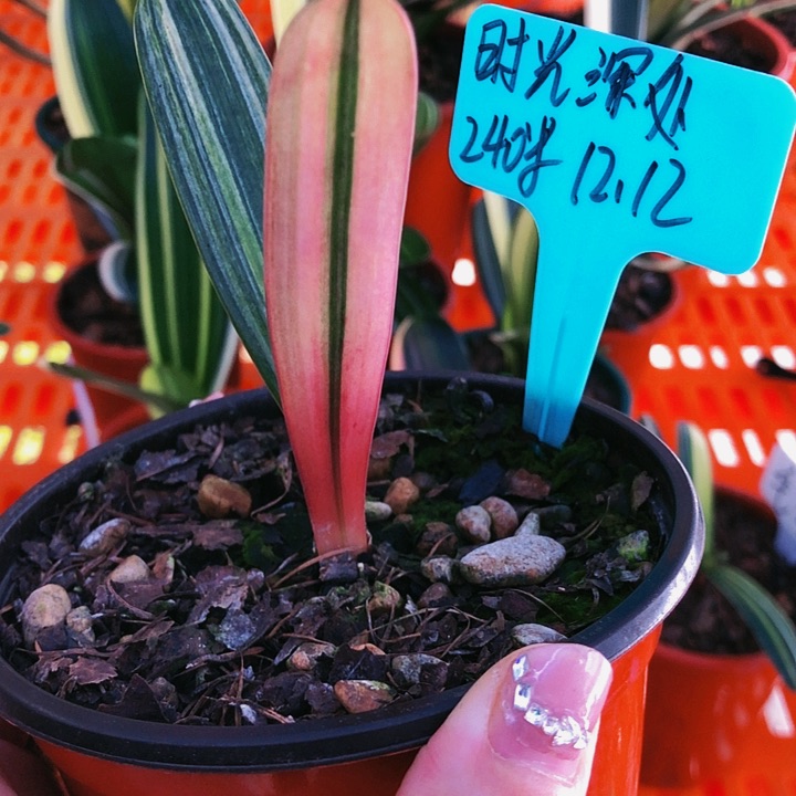 【闪购商品】完全开放时****好