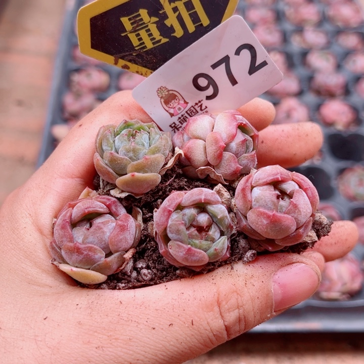 多肉植物多肉植物