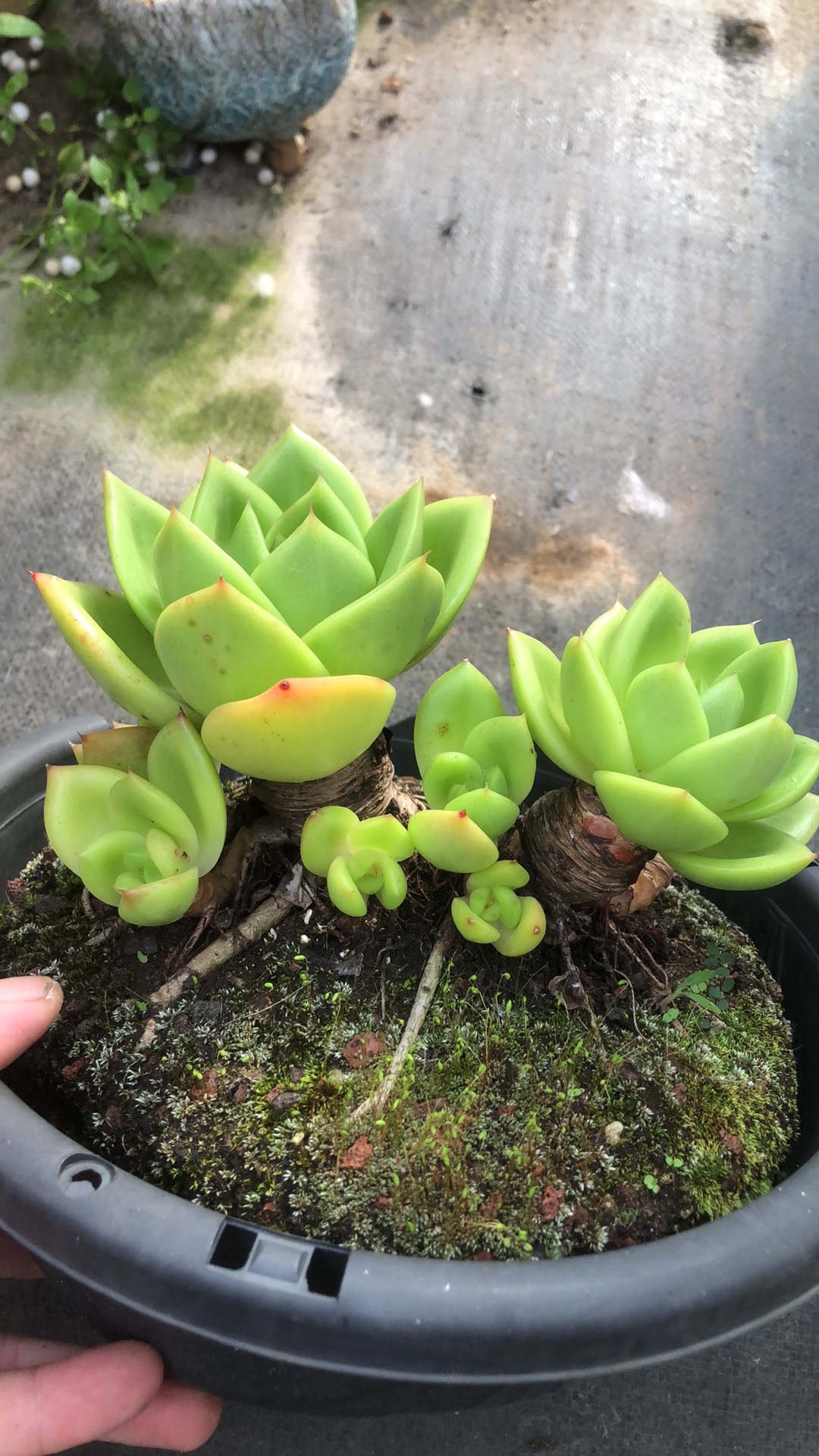 韩 翠花老桩精控 多肉植物