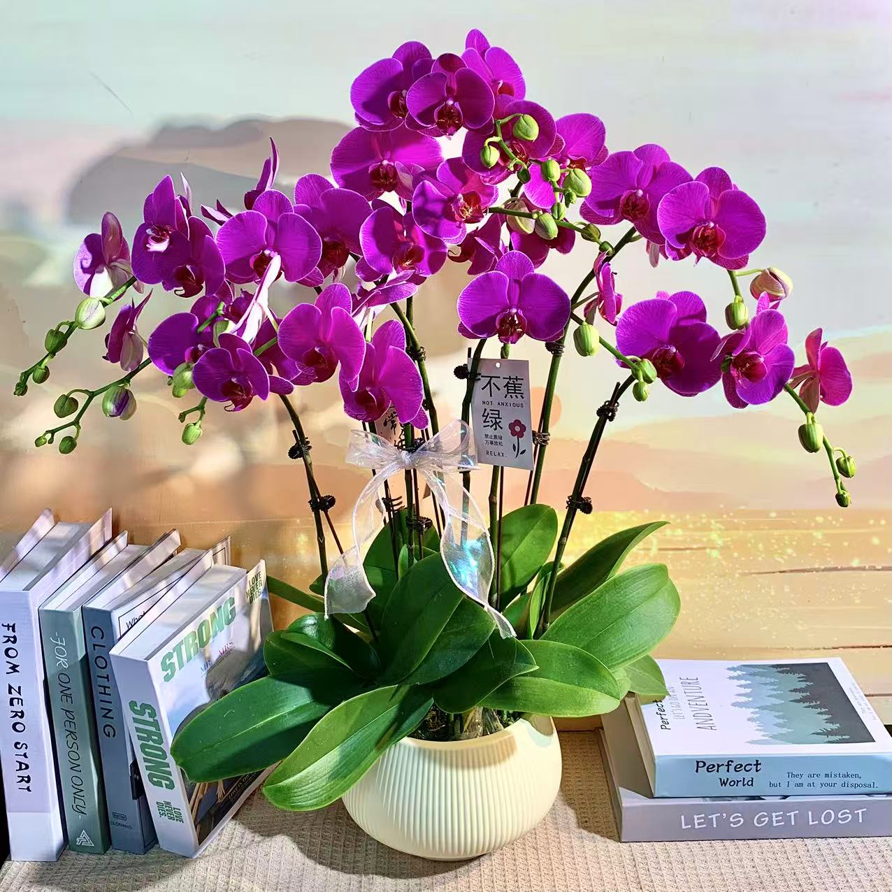 恭喜发财 蝴蝶兰 紫红色大花 客厅美观带花带花苞