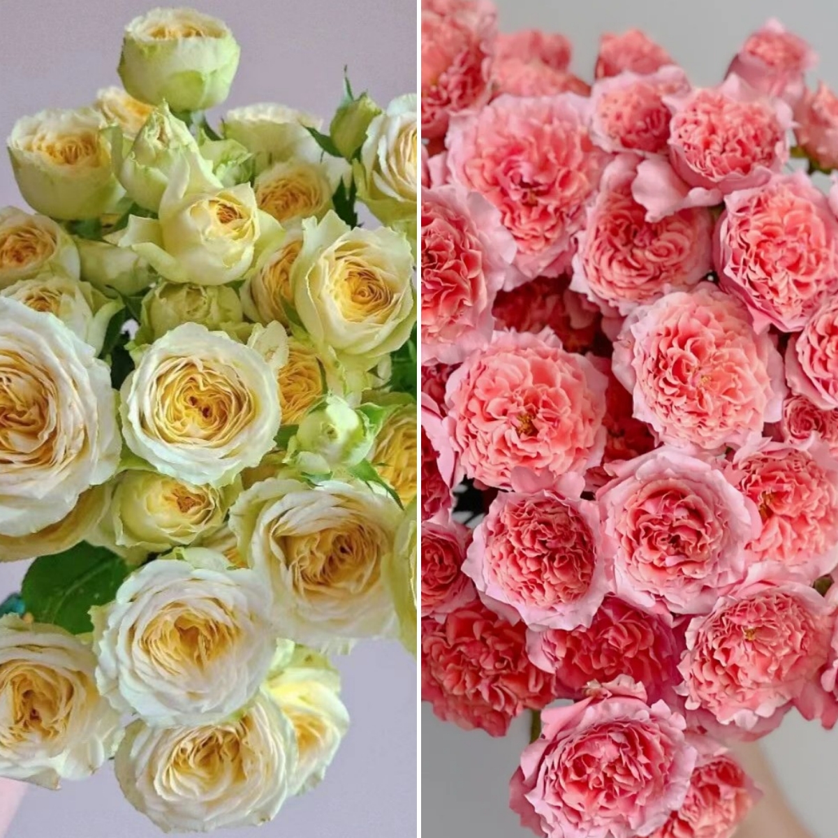 【福利组合】 牛油果+粉色啦啦队店铺现货包邮鲜花鲜切花