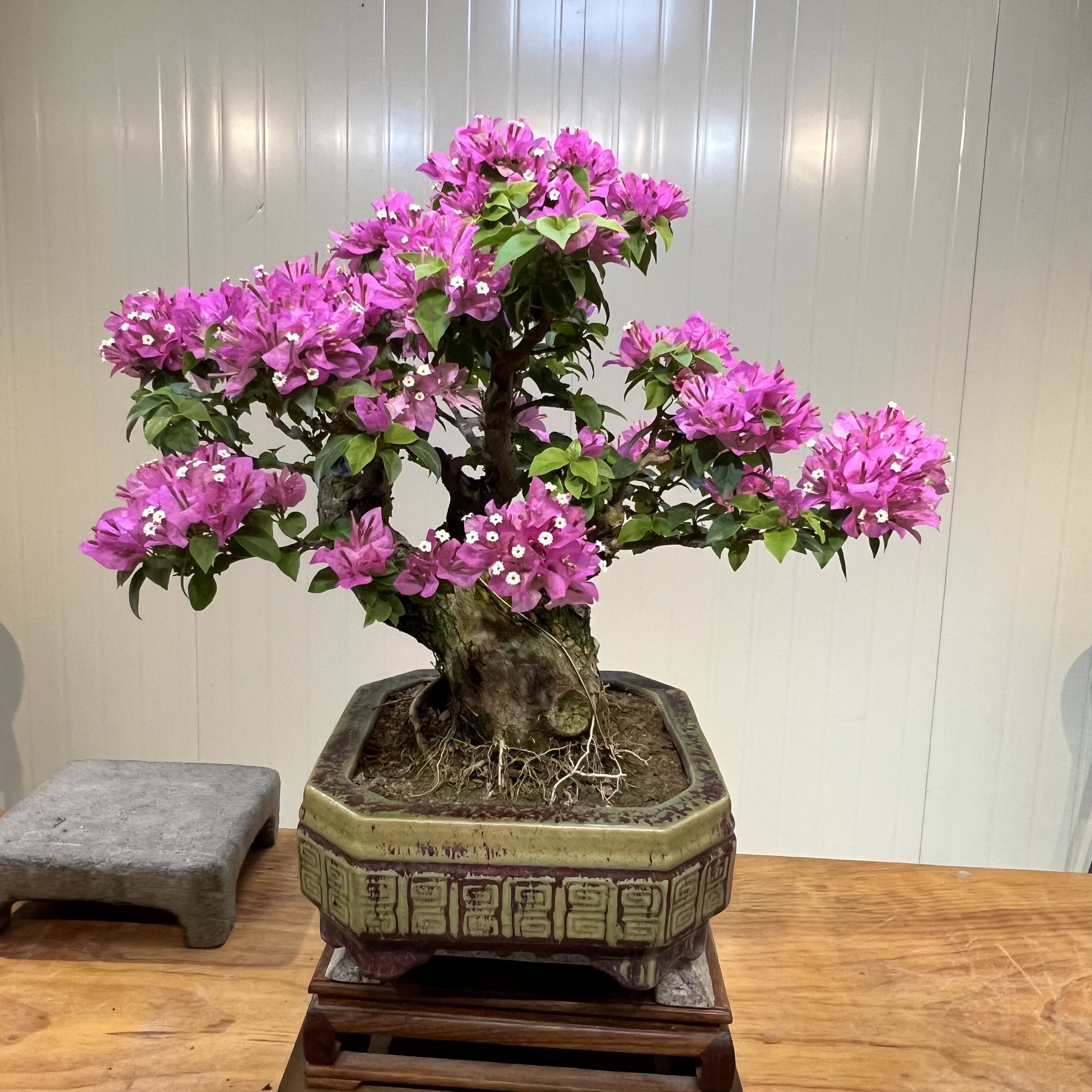 阿伟手工盆景一物一拍所看即所得