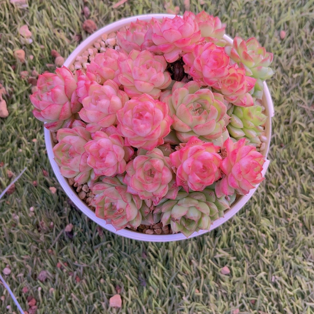 13公分红女王9999999999999