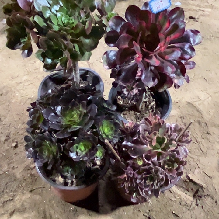 389多肉植物组合瑕疵特价，